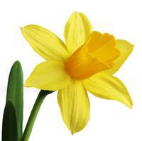 Narcis Narcis